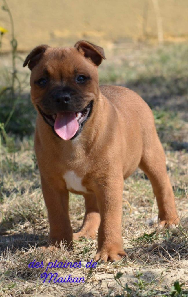 Des Plaines De Maikan - Staffordshire Bull Terrier - Portée née le 02/07/2021