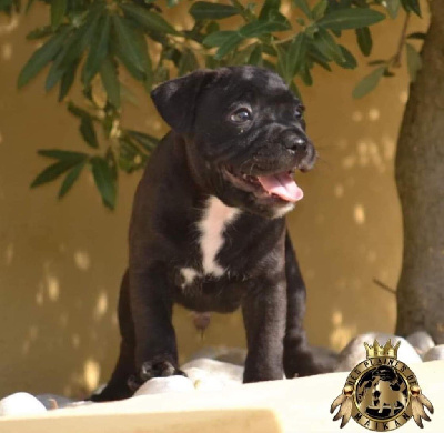 CHIOT
